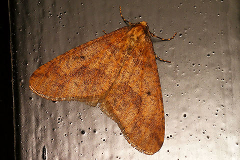 Erannis defoliaria  Alerdinck,Bistonini,Ennominae,Erannis,Erannis defoliaria,Geometridae,Geometroidea,Geotagged,Lepidoptera,Mottled Umber,Netherlands,nl: Grote wintervlinder