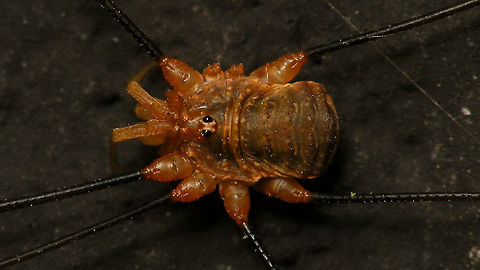 Opilio canestrinii - Male (close-up) Close-up of this critter:
https://www.jungledragon.com/image/86225/opilio_canestrinii_-_male.html Alerdinck,Geotagged,Netherlands,Opilio,Opilio canestrinii,Opiliones,Opilionidae,harvestman,nl: Rode hooiwagen