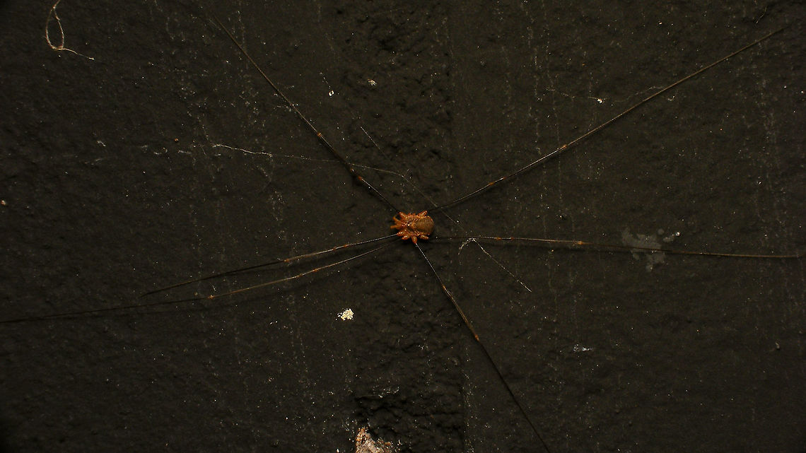 Opilio canestrinii - Male Close-up here:<br />
<figure class="photo"><a href="https://www.jungledragon.com/image/86224/opilio_canestrinii_-_male_close-up.html" title="Opilio canestrinii - Male (close-up)"><img src="https://s3.amazonaws.com/media.jungledragon.com/images/3043/86224_thumb.jpg?AWSAccessKeyId=05GMT0V3GWVNE7GGM1R2&Expires=1770854410&Signature=IqIA9aL6i%2FisQiEZBvuXFAAETeE%3D" width="200" height="114" alt="Opilio canestrinii - Male (close-up) Close-up of this critter:<br />
https://www.jungledragon.com/image/86225/opilio_canestrinii_-_male.html Alerdinck,Geotagged,Netherlands,Opilio,Opilio canestrinii,Opiliones,Opilionidae,harvestman,nl: Rode hooiwagen" /></a></figure> Alerdinck,Geotagged,Netherlands,Opilio,Opilio canestrinii,Opiliones,Opilionidae,harvestman,nl: Rode hooiwagen