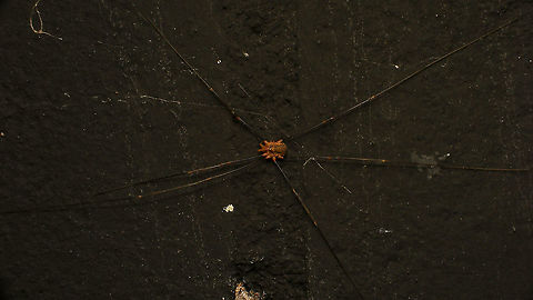 Opilio canestrinii - Male Close-up here:
https://www.jungledragon.com/image/86224/opilio_canestrinii_-_male_close-up.html Alerdinck,Geotagged,Netherlands,Opilio,Opilio canestrinii,Opiliones,Opilionidae,harvestman,nl: Rode hooiwagen