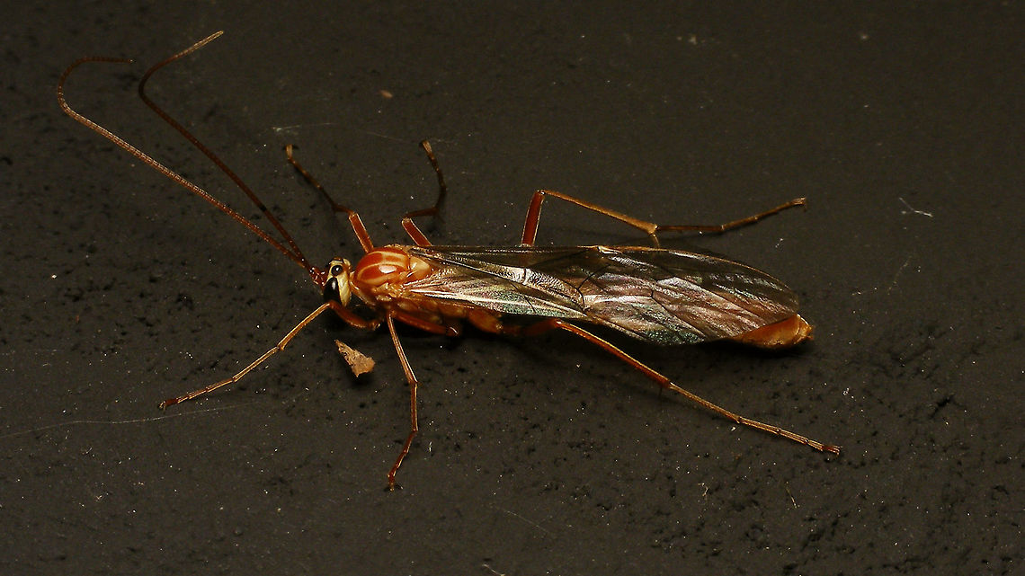Ophion obscuratus - Female ID here:<br />
<figure class="photo"><a href="https://www.jungledragon.com/image/86227/ophion_obscuratus_-_id_details.html" title="Ophion obscuratus - ID details"><img src="https://s3.amazonaws.com/media.jungledragon.com/images/3043/86227_thumb.jpg?AWSAccessKeyId=05GMT0V3GWVNE7GGM1R2&Expires=1769040010&Signature=qr%2FQSjAAxpI%2FYwPWQDYe89Otlpk%3D" width="200" height="114" alt="Ophion obscuratus - ID details Some of the ID-ing characters that were accidentally visible on my images of this big'ol lady (~25mm body length) ... <br />
<br />
There is a fair number of, mostly nocturnal, large "orange" Ichneumonid parasitoid wasps that all "look alike", commonly referred to as "Ophionid facies" even if many species are not in the genus Ophion or even subfamily Ophioninae (the most notable, but not the only exception being the genus Netelia in the subfam. Tryphoninae).<br />
<br />
1) Top right: The facies and wing veination around the nose of the "horses head" make it an Ophioninae (not Tryphoninae, Netelia).<br />
2) Some details in the wing and the complete occipital carina (bottom left) make it an Ophion.<br />
3) The terminal segments (bottom right) make it a female - the very short ovipositor is also common in Ophion.<br />
4) (In our region) the pattern of pale markings on head and dorsum makes it O. obscuratus or O. forticornis.<br />
5) To separate the very common O. obscuratus from the rare O. forticornis:<br />
  a) The number of flagellomeres (top left) is >51 for obscuratus and <50 for forticornis.<br />
  b) The distance of the posterior ocelli to the occipital carina (bottom left) is <<2x the width of the first flagellomere in obscuratus and >2x f1 in forticornis.<br />
<br />
Complete critter here:<br />
https://www.jungledragon.com/image/86226/ophion_obscuratus_-_female.html Alerdinck,Geotagged,Hymenoptera,Hymenoptera ID help,Ichneumonidae,Netherlands,Ophion,Ophion obscuratus,Ophioninae" /></a></figure> Alerdinck,Geotagged,Hymenoptera,Ichneumonidae,Netherlands,Ophion,Ophion obscuratus,Ophioninae