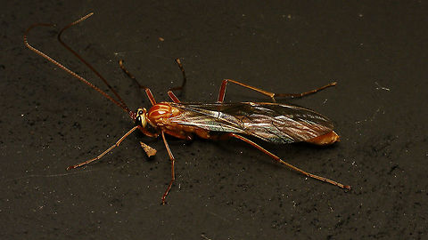 Ophion obscuratus - Female ID here:
https://www.jungledragon.com/image/86227/ophion_obscuratus_-_id_details.html Alerdinck,Geotagged,Hymenoptera,Ichneumonidae,Netherlands,Ophion,Ophion obscuratus,Ophioninae