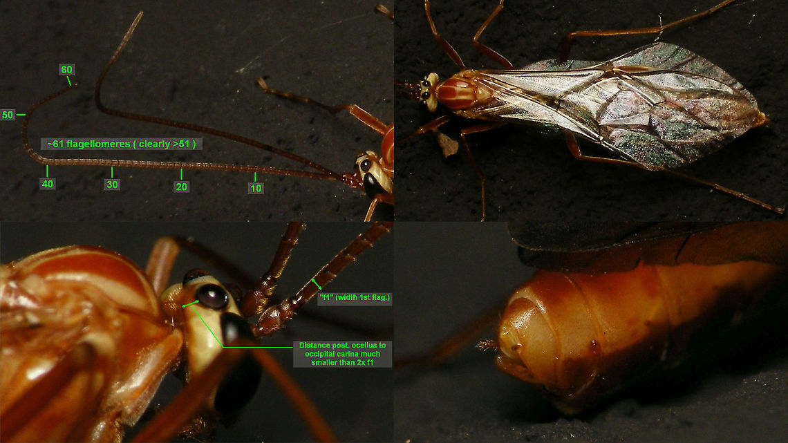 Ophion obscuratus - ID details Some of the ID-ing characters that were accidentally visible on my images of this big&#039;ol lady (~25mm body length) ... <br />
<br />
There is a fair number of, mostly nocturnal, large &quot;orange&quot; Ichneumonid parasitoid wasps that all &quot;look alike&quot;, commonly referred to as &quot;Ophionid facies&quot; even if many species are not in the genus Ophion or even subfamily Ophioninae (the most notable, but not the only exception being the genus Netelia in the subfam. Tryphoninae).<br />
<br />
1) Top right: The facies and wing veination around the nose of the &quot;horses head&quot; make it an Ophioninae (not Tryphoninae, Netelia).<br />
2) Some details in the wing and the complete occipital carina (bottom left) make it an Ophion.<br />
3) The terminal segments (bottom right) make it a female - the very short ovipositor is also common in Ophion.<br />
4) (In our region) the pattern of pale markings on head and dorsum makes it O. obscuratus or O. forticornis.<br />
5) To separate the very common O. obscuratus from the rare O. forticornis:<br />
  a) The number of flagellomeres (top left) is &gt;51 for obscuratus and &lt;50 for forticornis.<br />
  b) The distance of the posterior ocelli to the occipital carina (bottom left) is &lt;&lt;2x the width of the first flagellomere in obscuratus and &gt;2x f1 in forticornis.<br />
<br />
Complete critter here:<br />
<figure class="photo"><a href="https://www.jungledragon.com/image/86226/ophion_obscuratus_-_female.html" title="Ophion obscuratus - Female"><img src="https://s3.amazonaws.com/media.jungledragon.com/images/3043/86226_thumb.jpg?AWSAccessKeyId=05GMT0V3GWVNE7GGM1R2&Expires=1759968010&Signature=TAEBOV1Q1PZvAvNP891N8XMX62I%3D" width="200" height="114" alt="Ophion obscuratus - Female ID here:<br />
https://www.jungledragon.com/image/86227/ophion_obscuratus_-_id_details.html Alerdinck,Geotagged,Hymenoptera,Ichneumonidae,Netherlands,Ophion,Ophion obscuratus,Ophioninae" /></a></figure> Alerdinck,Geotagged,Hymenoptera,Hymenoptera ID help,Ichneumonidae,Netherlands,Ophion,Ophion obscuratus,Ophioninae