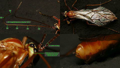 Ophion obscuratus - ID details Some of the ID-ing characters that were accidentally visible on my images of this big'ol lady (~25mm body length) ... 

There is a fair number of, mostly nocturnal, large "orange" Ichneumonid parasitoid wasps that all "look alike", commonly referred to as "Ophionid facies" even if many species are not in the genus Ophion or even subfamily Ophioninae (the most notable, but not the only exception being the genus Netelia in the subfam. Tryphoninae).

1) Top right: The facies and wing veination around the nose of the "horses head" make it an Ophioninae (not Tryphoninae, Netelia).
2) Some details in the wing and the complete occipital carina (bottom left) make it an Ophion.
3) The terminal segments (bottom right) make it a female - the very short ovipositor is also common in Ophion.
4) (In our region) the pattern of pale markings on head and dorsum makes it O. obscuratus or O. forticornis.
5) To separate the very common O. obscuratus from the rare O. forticornis:
  a) The number of flagellomeres (top left) is >51 for obscuratus and <50 for forticornis.
  b) The distance of the posterior ocelli to the occipital carina (bottom left) is <<2x the width of the first flagellomere in obscuratus and >2x f1 in forticornis.

Complete critter here:
https://www.jungledragon.com/image/86226/ophion_obscuratus_-_female.html Alerdinck,Geotagged,Hymenoptera,Hymenoptera ID help,Ichneumonidae,Netherlands,Ophion,Ophion obscuratus,Ophioninae