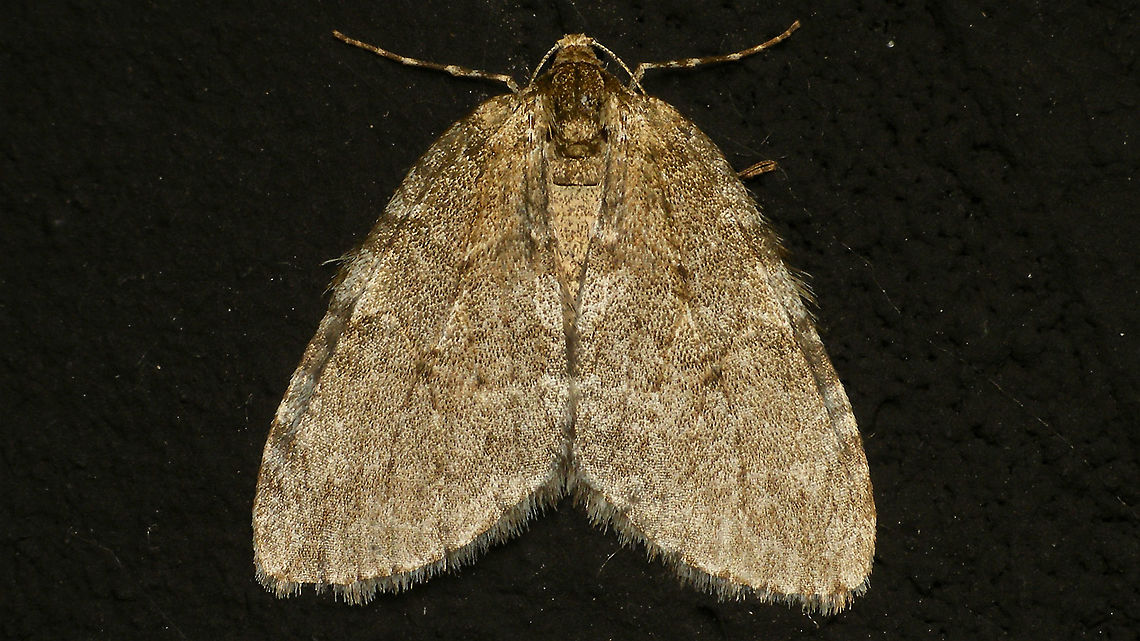 Epirrita sp. Probably not ID-able to species without genitalia ... (??)<br />
<br />
Ingrid Altmann kindly sent me those two links, explaining some of the issues with these:<br />
<a href="http://www.lepiforum.de/2_forum.pl?md=read;id=2152" rel="nofollow">http://www.lepiforum.de/2_forum.pl?md=read;id=2152</a><br />
<a href="http://www.lepiforum.de/forum2007.pl?md=read;id=43536" rel="nofollow">http://www.lepiforum.de/forum2007.pl?md=read;id=43536</a> Alerdinck,Epirrita,Epirrita sp.,Geometridae,Geotagged,Larentiinae,Lepidoptera,Moth,Netherlands,Noctuoidea,Operophterini