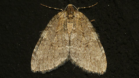 Epirrita sp. Probably not ID-able to species without genitalia ... (??)

Ingrid Altmann kindly sent me those two links, explaining some of the issues with these:
http://www.lepiforum.de/2_forum.pl?md=read;id=2152
http://www.lepiforum.de/forum2007.pl?md=read;id=43536 Alerdinck,Epirrita,Epirrita sp.,Geometridae,Geotagged,Larentiinae,Lepidoptera,Moth,Netherlands,Noctuoidea,Operophterini