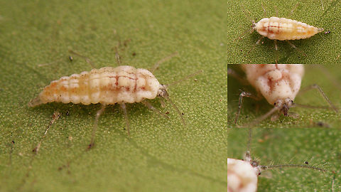 Conwentzia psociformis - Larva  Coniopterygidae,Conwentzia,Conwentzia psociformis,Dustywing,Geotagged,Jane's garden,Larva,Netherlands,Neuroptera
