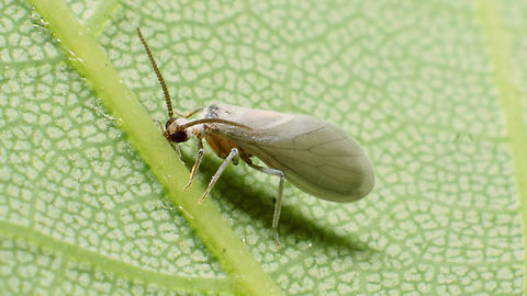 Coniopteryx sp. Around 3mm - needs genitalia for proper ID to species ... Coniopterygidae,Coniopteryx,Dustywing,Jane's garden,Neuroptera,Wax-fly