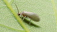 Coniopteryx sp. Around 3mm - needs genitalia for proper ID to species ... Coniopterygidae,Coniopteryx,Dustywing,Jane's garden,Neuroptera,Wax-fly