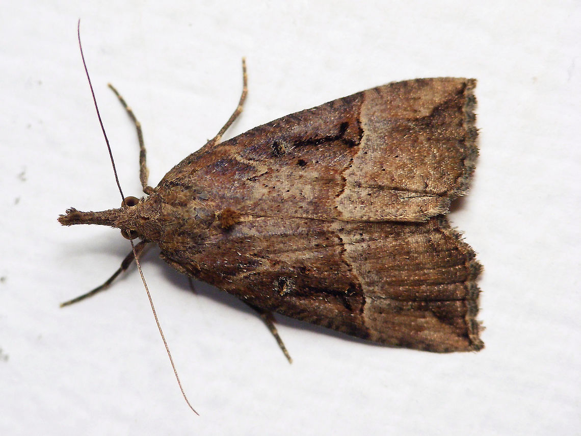 Hypena rostralis  Alerdinck,Buttoned Snout,Erebidae,Geotagged,Hypena,Hypena rostralis,Hypeninae,Netherlands,Noctuoidea,nl: Hopsnuituil