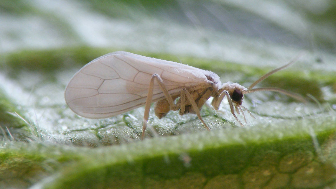 Conwentzia psociformis - Backlight Luckily this little Dustywing was sitting fairly still for a while, so I had a chance at taking this image with a long exposure and natural backlight (as opposed to the flashed image below). The backlight through the wings brings out the wing venation quite well and also even shows up a shadow/contour of the much smaller hind wing, typical for Contwentzia spp.<br />
Here is the same scene while using a flash:<br />
<figure class="photo"><a href="https://www.jungledragon.com/image/86409/conwentzia_psociformis_-_flashed.html" title="Conwentzia psociformis - Flashed"><img src="https://s3.amazonaws.com/media.jungledragon.com/images/3043/86409_thumb.jpg?AWSAccessKeyId=05GMT0V3GWVNE7GGM1R2&Expires=1767225610&Signature=lWLyAh4WJybNbEj%2F1lR%2Bq9Mxojc%3D" width="200" height="114" alt="Conwentzia psociformis - Flashed I new I had some images of a dustywing ID&#039;d to species somewhere :o)<br />
This one was sitting so still that it allowed me to experiment a little and take another image with a long exposure and natural light from behind the wings shining through, thus giving a more useful view on some details important in ID:<br />
https://www.jungledragon.com/image/86408/conwentzia_psociformis_-_backlight.html Coniopterygidae,Conwentzia,Conwentzia psociformis,Dustywing,Jane&#039;s garden,Netherlands,Neuroptera" /></a></figure> Coniopterygidae,Conwentzia,Conwentzia psociformis,Dustywing,Jane's garden,Netherlands,Neuroptera