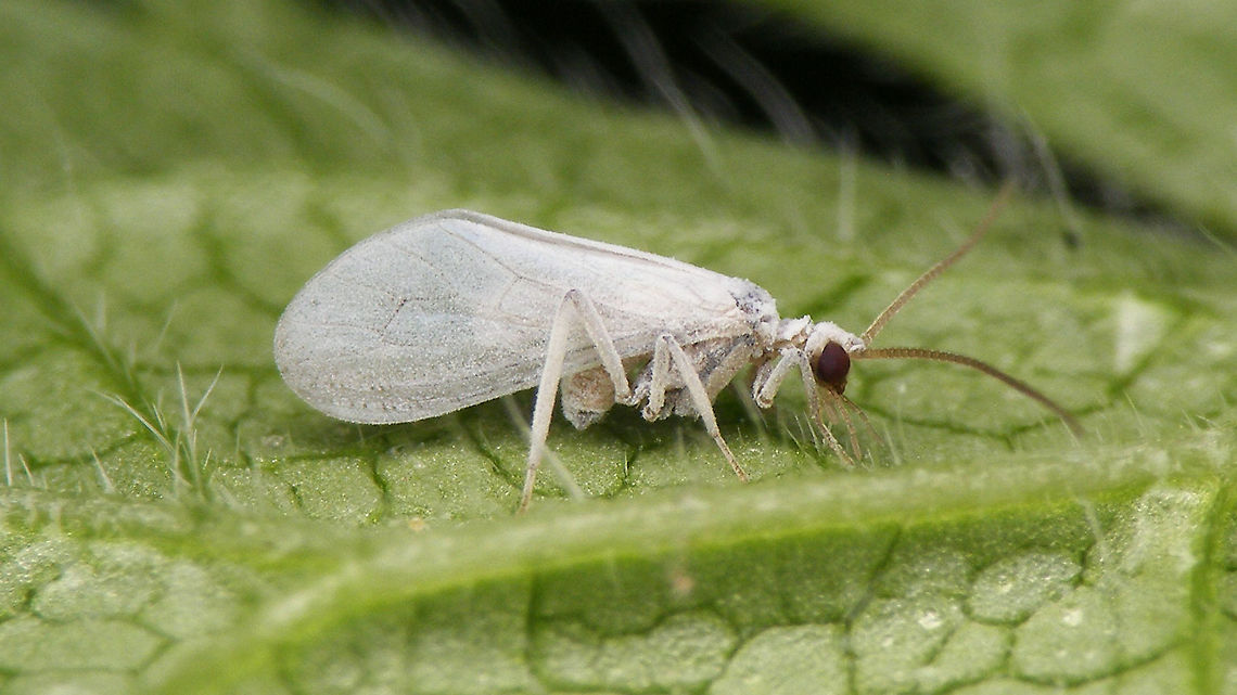 Conwentzia psociformis - Flashed I new I had some images of a dustywing ID&#039;d to species somewhere :o)<br />
This one was sitting so still that it allowed me to experiment a little and take another image with a long exposure and natural light from behind the wings shining through, thus giving a more useful view on some details important in ID:<br />
<figure class="photo"><a href="https://www.jungledragon.com/image/86408/conwentzia_psociformis_-_backlight.html" title="Conwentzia psociformis - Backlight"><img src="https://s3.amazonaws.com/media.jungledragon.com/images/3043/86408_thumb.jpg?AWSAccessKeyId=05GMT0V3GWVNE7GGM1R2&Expires=1759968010&Signature=aYvdRJs60LYMTLgH6yZoIdh3jAE%3D" width="200" height="114" alt="Conwentzia psociformis - Backlight Luckily this little Dustywing was sitting fairly still for a while, so I had a chance at taking this image with a long exposure and natural backlight (as opposed to the flashed image below). The backlight through the wings brings out the wing venation quite well and also even shows up a shadow/contour of the much smaller hind wing, typical for Contwentzia spp.<br />
Here is the same scene while using a flash:<br />
https://www.jungledragon.com/image/86409/conwentzia_psociformis_-_flashed.html Coniopterygidae,Conwentzia,Conwentzia psociformis,Dustywing,Jane&#039;s garden,Netherlands,Neuroptera" /></a></figure> Coniopterygidae,Conwentzia,Conwentzia psociformis,Dustywing,Jane's garden,Netherlands,Neuroptera