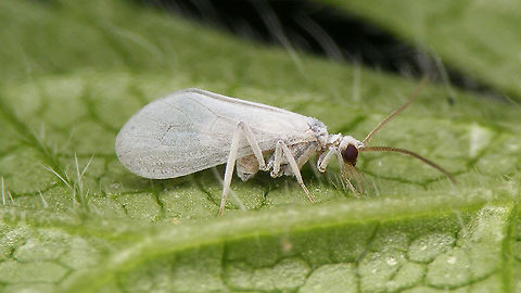 Conwentzia psociformis - Flashed I new I had some images of a dustywing ID'd to species somewhere :o)
This one was sitting so still that it allowed me to experiment a little and take another image with a long exposure and natural light from behind the wings shining through, thus giving a more useful view on some details important in ID:
https://www.jungledragon.com/image/86408/conwentzia_psociformis_-_backlight.html Coniopterygidae,Conwentzia,Conwentzia psociformis,Dustywing,Jane's garden,Netherlands,Neuroptera