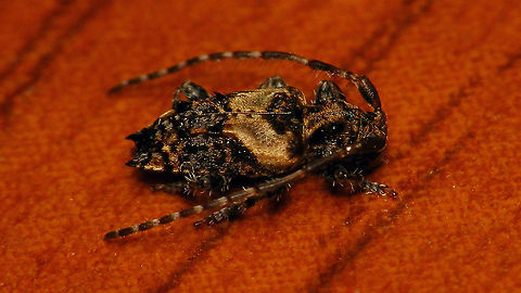 Pogonocherus hispidus  Alerdinck,Cerambycidae,Coleoptera,Geotagged,Lamiinae,Netherlands,Pogonocherus,Pogonocherus hispidus,nl: Gewone borstelboktor