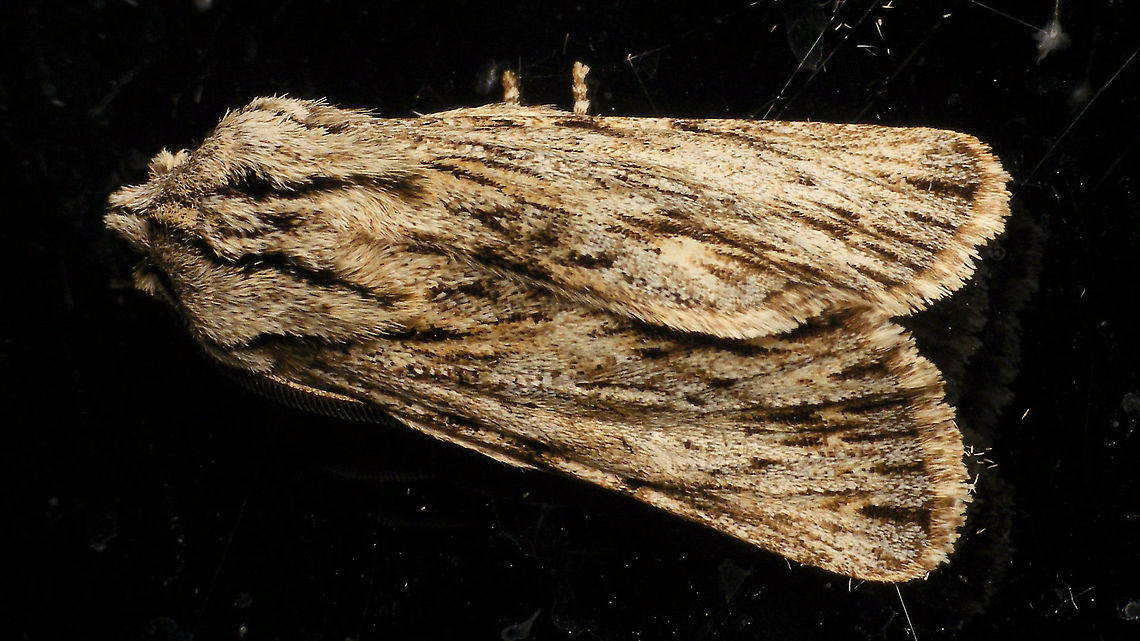 Asteroscopus sphinx - On window  Alerdinck,Asteroscopus,Asteroscopus sphinx,Geotagged,Lepidoptera,Moth,Netherlands,Noctuidae,Sprawler,nl: Kromzitter