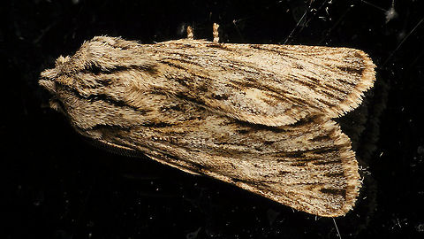 Asteroscopus sphinx - On window  Alerdinck,Asteroscopus,Asteroscopus sphinx,Geotagged,Lepidoptera,Moth,Netherlands,Noctuidae,Sprawler,nl: Kromzitter