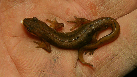 Lissotriton vulgaris I encounter these regularly in the utility spaces under the floors of our buildings here, together with small frogs and toads. This one was sitting in a space we're trying to get dry, so I decided to evacuate it and make use of the situation for some snapshots ... Distinctive pattern on belly here:
https://www.jungledragon.com/image/86436/lissotriton_vulgaris_-_belly.html Alerdinck,Amphibia,Common newt,Geotagged,Lissotriton,Lissotriton vulgaris,Netherlands,Salamandridae,Smooth Newt,Smooth newt,Triturus vulgaris,Urodela,nl: Kleine watersalamander