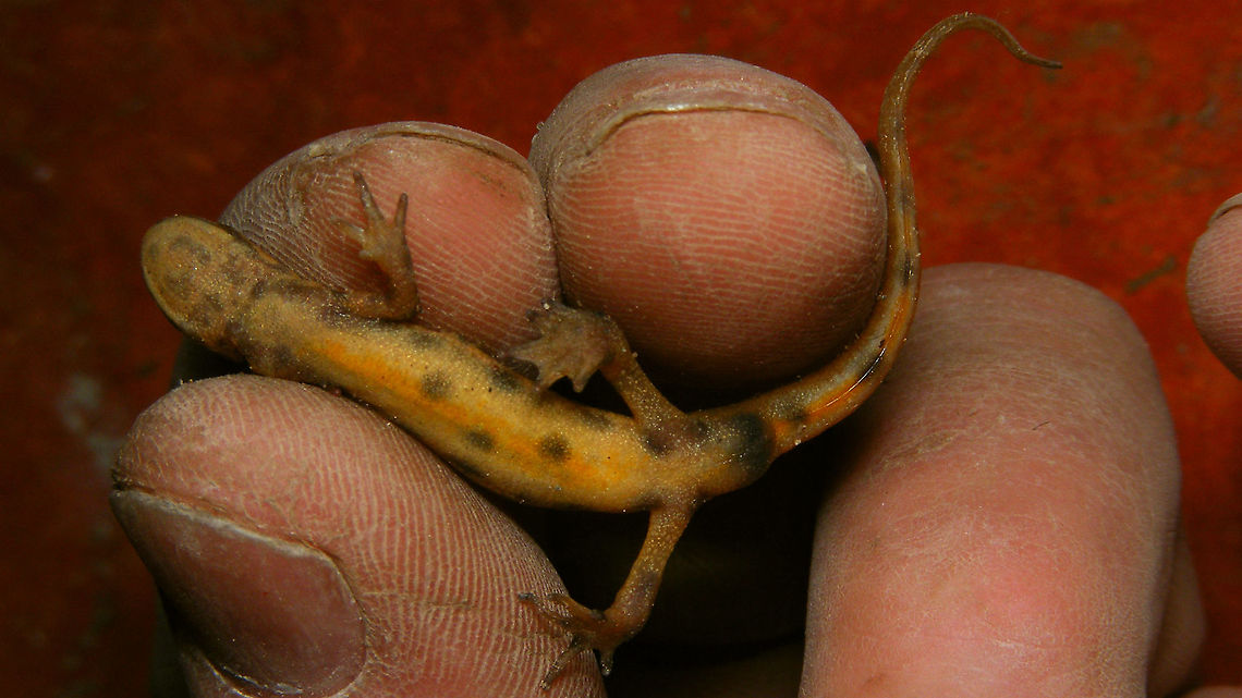 Lissotriton vulgaris - belly I encounter these regularly in the utility spaces under the floors of our buildings here, together with small frogs and toads. This one was sitting in a space we're trying to get dry, so I decided to evacuate it and make use of the situation for some snapshots ... Top side here:<br />
<figure class="photo"><a href="https://www.jungledragon.com/image/86435/lissotriton_vulgaris.html" title="Lissotriton vulgaris"><img src="https://s3.amazonaws.com/media.jungledragon.com/images/3043/86435_thumb.jpg?AWSAccessKeyId=05GMT0V3GWVNE7GGM1R2&Expires=1759968010&Signature=HQfEVOy70Y5SVElJi1IbWucC0gI%3D" width="200" height="114" alt="Lissotriton vulgaris I encounter these regularly in the utility spaces under the floors of our buildings here, together with small frogs and toads. This one was sitting in a space we're trying to get dry, so I decided to evacuate it and make use of the situation for some snapshots ... Distinctive pattern on belly here:<br />
https://www.jungledragon.com/image/86436/lissotriton_vulgaris_-_belly.html Alerdinck,Amphibia,Common newt,Geotagged,Lissotriton,Lissotriton vulgaris,Netherlands,Salamandridae,Smooth Newt,Smooth newt,Triturus vulgaris,Urodela,nl: Kleine watersalamander" /></a></figure> Alerdinck,Amphibia,Common newt,Geotagged,Lissotriton,Lissotriton vulgaris,Netherlands,Salamandridae,Smooth Newt,Smooth newt,Triturus vulgaris,Urodela,nl: Kleine watersalamander