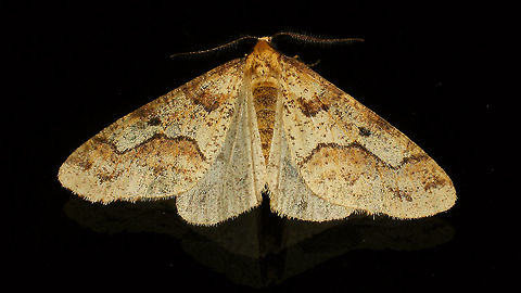 Erannis defoliaria on window Double glazing :o) Alerdinck,Bistonini,Ennominae,Erannis,Erannis defoliaria,Geometridae,Geometroidea,Geotagged,Lepidoptera,Mottled Umber,Netherlands,nl: Grote wintervlinder