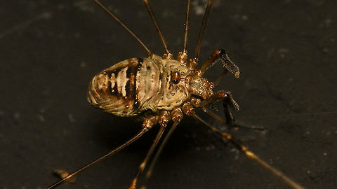 Dicranopalpus ramosus - Female dorsolateral Shot this lady last night, thought I might as well add another viewing angle to the collection ... Alerdinck,Dicranopalpus,Dicranopalpus ramosus,Geotagged,Netherlands,Opiliones,Palpatores,Phalangiidae,Phalangioidea,invasive species,nl: Strekpoot