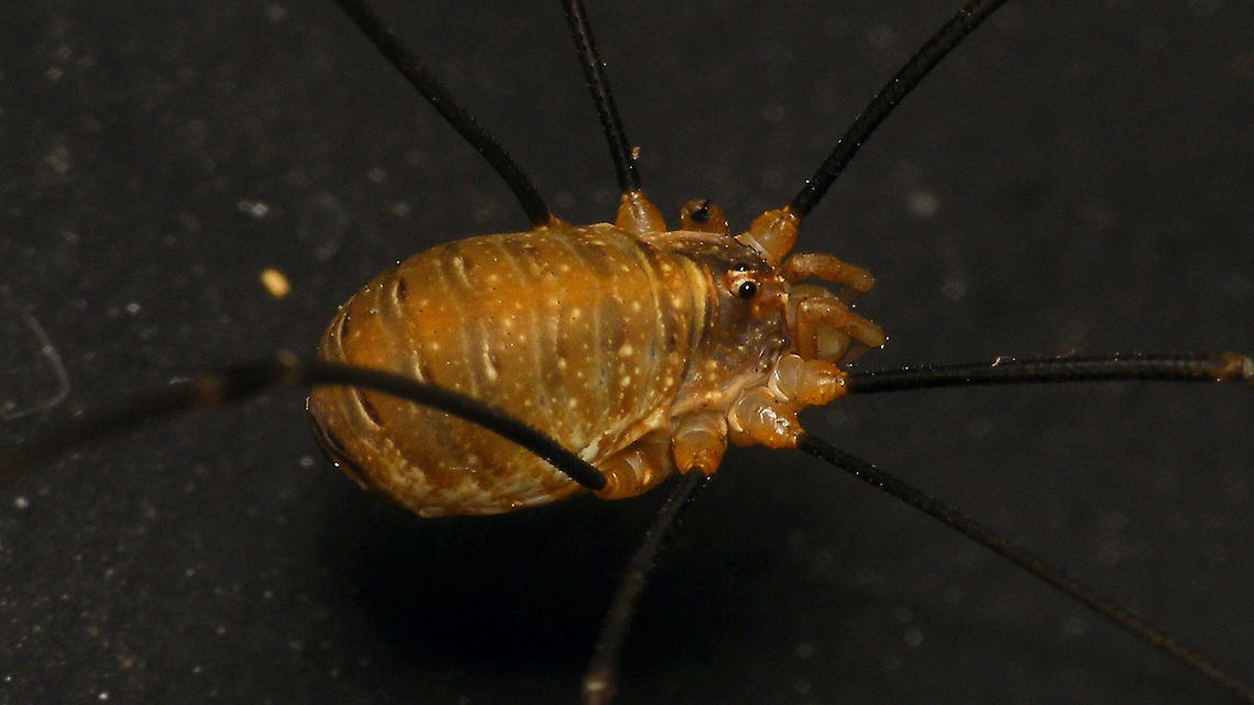 Opilio canestrinii - Female  Alerdinck,Geotagged,Netherlands,Opilio,Opilio canestrinii,Opiliones,Opilionidae,harvestman,nl: Rode hooiwagen