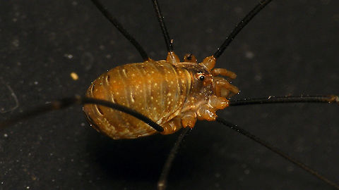 Opilio canestrinii - Female  Alerdinck,Geotagged,Netherlands,Opilio,Opilio canestrinii,Opiliones,Opilionidae,harvestman,nl: Rode hooiwagen