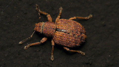 Strophosoma melanogrammum Not the best image - didn't try hard enough - but it seems the species was still missing here ... Alerdinck,Brachyderini,Curculionidae,Entiminae,Geotagged,Netherlands,Strophosoma,Strophosoma melanogrammum