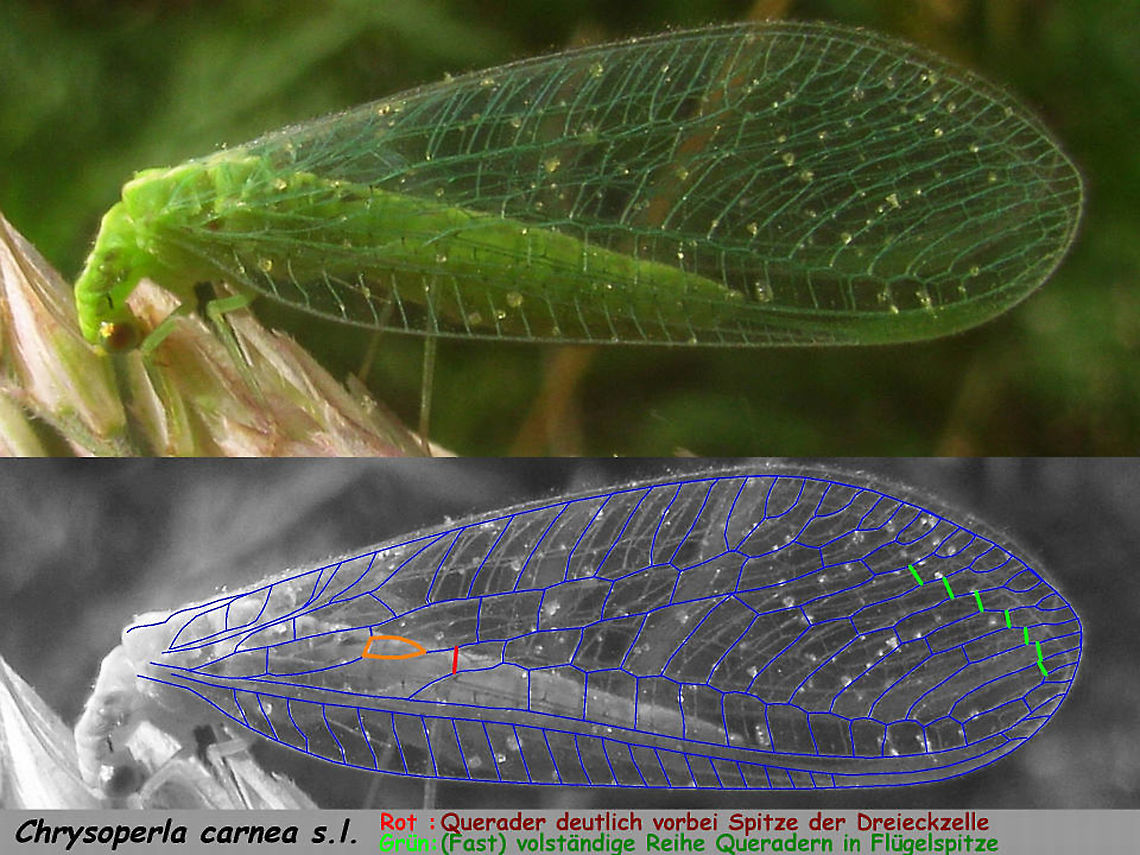 Chrysoperla Fluegeladerungsmerkmale Just stumbled on this collage that I created years ago for use on a German forum. I'm going to be quick, dirty and lazy about it and just upload it as is for now.<br />
Translation:<br />
Red: First cross vein between Rs and M situated well beyond the tip of the intermedial cell Im (note that specimen of Ch. carnea s.l. with the vein more or less exactly at the tip (like P. gracilis) also DO occur fairly regularly!) <br />
Green: A complete second row of staircase cross veins in the tip of the wing.<br />
<br />
Compare with this ID help for Peyerimhoffina gracilis!<br />
<figure class="photo"><a href="https://www.jungledragon.com/image/86167/peyerimhoffina_gracilis_-_id_help.html" title="Peyerimhoffina gracilis - ID help"><img src="https://s3.amazonaws.com/media.jungledragon.com/images/3043/86167_thumb.jpg?AWSAccessKeyId=05GMT0V3GWVNE7GGM1R2&Expires=1770854410&Signature=EOWNBx2%2B9P8GKs0fAooPN%2Fuv3OI%3D" width="200" height="114" alt="Peyerimhoffina gracilis - ID help Please note that this is an extremely clear example of P. gracilis. The red colouring on the head and white streaks in te wing membrane can be almost unrecognizable! Compare to these images bij Ingrid Altmann<br />
https://observation.org/waarneming/view/113801980<br />
https://observation.org/waarneming/view/113802061<br />
<br />
Here are some of the contrasting details for Chrysoperla spp:<br />
https://www.jungledragon.com/image/86441/chrysoperla_fluegeladerungsmerkmale_-_cc0_public_domain.html Chrysopidae,Chrysopinae,Chrysopini,Geotagged,Jane's garden,Netherlands,Neuroptera,Neuroptera ID help,Peyerimhoffina gracilis,nl: Slanke gaasvlieg" /></a></figure> Chrysoperla,Chrysoperla carnea,Chrysopidae,Common green lacewing,Neuroptera ID help,nl: Goudoogje