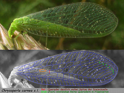 Chrysoperla Fluegeladerungsmerkmale Just stumbled on this collage that I created years ago for use on a German forum. I'm going to be quick, dirty and lazy about it and just upload it as is for now.
Translation:
Red: First cross vein between Rs and M situated well beyond the tip of the intermedial cell Im (note that specimen of Ch. carnea s.l. with the vein more or less exactly at the tip (like P. gracilis) also DO occur fairly regularly!) 
Green: A complete second row of staircase cross veins in the tip of the wing.

Compare with this ID help for Peyerimhoffina gracilis!
https://www.jungledragon.com/image/86167/peyerimhoffina_gracilis_-_id_help.html Chrysoperla,Chrysoperla carnea,Chrysopidae,Common green lacewing,Neuroptera ID help,nl: Goudoogje