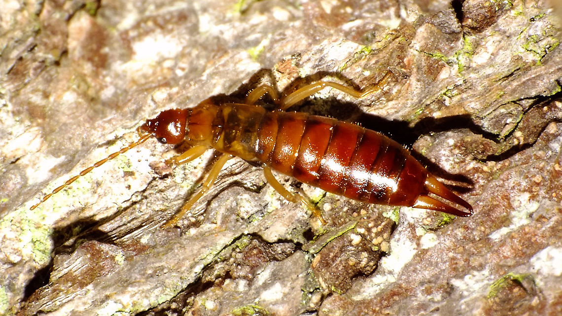 Hiding like a pro ... ... NOT ... :o)<br />
Just using this lady to add the species for the Alerdinck Alerdinck,Apterygida,Apterygida media,Dermaptera,Geotagged,Netherlands,Short-winged Earwig,nl: Parkoorworm
