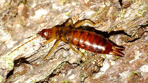 Hiding like a pro ... ... NOT ... :o)
Just using this lady to add the species for the Alerdinck Alerdinck,Apterygida,Apterygida media,Dermaptera,Geotagged,Netherlands,Short-winged Earwig,nl: Parkoorworm
