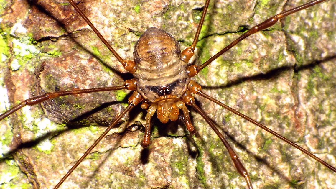 Dicranopalpus ramosus - Male w. small Zorro mask Nice variant with only a partial "Zorro"-mask :o)<br />
Compare to usual "Zorro" variant here:<br />
<figure class="photo"><a href="https://www.jungledragon.com/image/85644/dicranopalpus_ramosus_-_male.html" title="Dicranopalpus ramosus - Male"><img src="https://s3.amazonaws.com/media.jungledragon.com/images/3043/85644_thumb.jpg?AWSAccessKeyId=05GMT0V3GWVNE7GGM1R2&Expires=1770854410&Signature=gW12hiKuKBWoAqs87CWT3gHuEms%3D" width="200" height="114" alt="Dicranopalpus ramosus - Male This is the typical "Zorro" colour variant of the male Dicranopalpus ramosus. Body shape and colour pattern are quite distinct from the females, but also note the thin and pointed apophysis on the pedipalp as opposed to the swollen, blunt and hairy apophysis on the female:<br />
https://www.jungledragon.com/image/85631/dicranopalpus_ramosus_-_female_closer.html<br />
 Alerdinck,Dicranopalpus,Dicranopalpus ramosus,Geotagged,Netherlands,Opiliones,Palpatores,Phalangiidae,Phalangioidea,invasive species,nl: Strekpoot" /></a></figure>  Alerdinck,Dicranopalpus,Dicranopalpus ramosus,Geotagged,Netherlands,Opiliones,Palpatores,Phalangiidae,Phalangioidea,invasive species,nl: Strekpoot