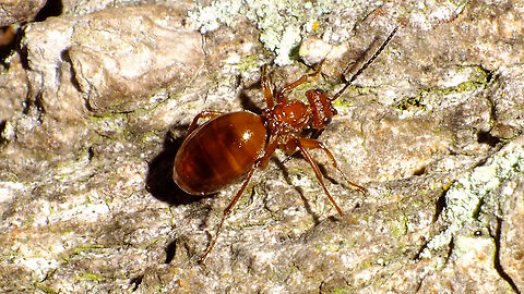 Biorhiza pallida - Agamic female Climbing the bark of an old oak tree on her cold winter way out of the root galls, up into the tree to find buds to lay her eggs in, which will cause the formation of "oak apples" in spring. Agamic,Agamous generation,Alerdinck,Biorhiza,Biorhiza pallida,Cynipidae,Cynipini,Hymenoptera,nl: Aardappelgalwesp