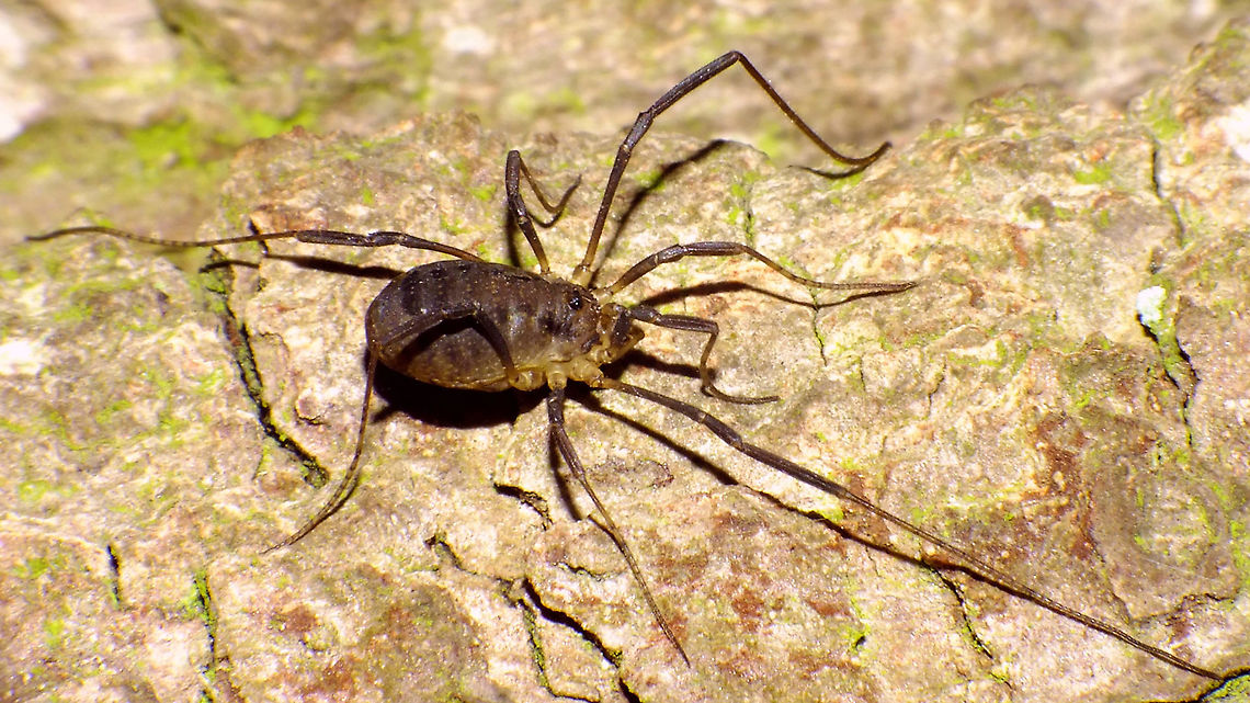 Oligolophus hanseni  Alerdinck,Eupnoi,Geotagged,Netherlands,Oligolophini,Oligolophus,Oligolophus hanseni,Opiliones,Phalangiidae,Phalangioidea,harvestman