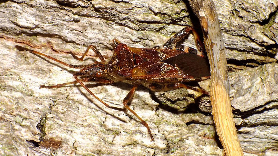 Leptoglossus occidentalis on Oak A bit out of character, or out of place ... hiding in the rough bark of an old oak tree, probably selected as winter shelter, although I doubt very much that this is a good spot for it .... Alerdinck,Coreidae,Geotagged,Leptoglossus,Leptoglossus occidentalis,Netherlands,Western conifer seed bug,invasive species,nl: Bladpootrandwants