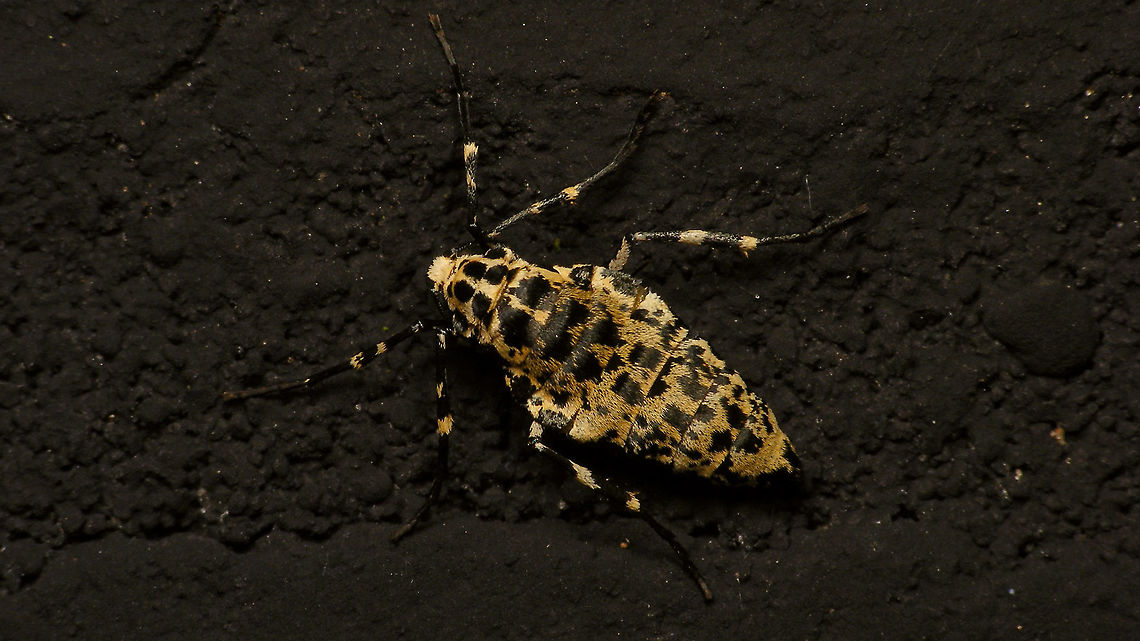 Erannis defoliaria - Female Strange place: On a wall 30m from the nearest tree to put her eggs on ... long way for a flightless crawler<br />
Close-up of head with large nocturnal eyes here:<br />
<figure class="photo"><a href="https://www.jungledragon.com/image/86697/erannis_defoliari_-_female_portrait.html" title="Erannis defoliari - Female portrait"><img src="https://s3.amazonaws.com/media.jungledragon.com/images/3043/86697_thumb.jpg?AWSAccessKeyId=05GMT0V3GWVNE7GGM1R2&Expires=1759968010&Signature=vrC%2Fbs%2FLqzQ%2BdP0ojKQhU6iWU2Y%3D" width="200" height="114" alt="Erannis defoliari - Female portrait The rather large eyes are hardly visible from above ...<br />
Complete lady here:<br />
https://www.jungledragon.com/image/86696/erannis_defoliari_-_female.html Alerdinck,Bistonini,Ennominae,Erannis,Erannis defoliaria,Geometridae,Geometroidea,Geotagged,Lepidoptera,Mottled Umber,Netherlands,nl: Grote wintervlinder" /></a></figure> Alerdinck,Bistonini,Ennominae,Erannis,Erannis defoliaria,Geometridae,Geometroidea,Geotagged,Lepidoptera,Mottled Umber,Netherlands,nl: Grote wintervlinder