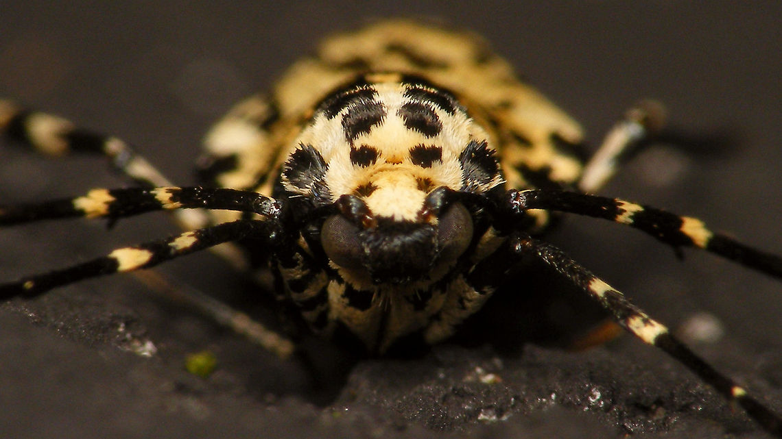 Erannis defoliari - Female portrait The rather large eyes are hardly visible from above ...<br />
Complete lady here:<br />
<figure class="photo"><a href="https://www.jungledragon.com/image/86696/erannis_defoliaria_-_female.html" title="Erannis defoliaria - Female"><img src="https://s3.amazonaws.com/media.jungledragon.com/images/3043/86696_thumb.jpg?AWSAccessKeyId=05GMT0V3GWVNE7GGM1R2&Expires=1769040010&Signature=XB05N9Ej6WySCv1dD%2FooyLKtGV8%3D" width="200" height="114" alt="Erannis defoliaria - Female Strange place: On a wall 30m from the nearest tree to put her eggs on ... long way for a flightless crawler<br />
Close-up of head with large nocturnal eyes here:<br />
https://www.jungledragon.com/image/86697/erannis_defoliari_-_female_portrait.html Alerdinck,Bistonini,Ennominae,Erannis,Erannis defoliaria,Geometridae,Geometroidea,Geotagged,Lepidoptera,Mottled Umber,Netherlands,nl: Grote wintervlinder" /></a></figure> Alerdinck,Bistonini,Ennominae,Erannis,Erannis defoliaria,Geometridae,Geometroidea,Geotagged,Lepidoptera,Mottled Umber,Netherlands,nl: Grote wintervlinder