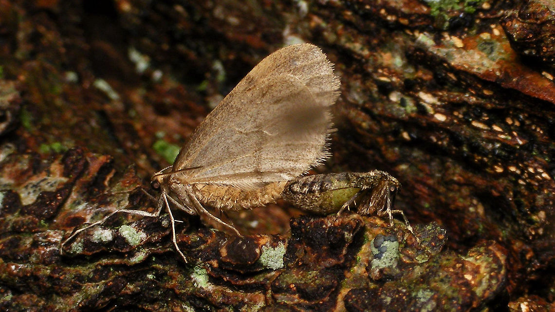 Operophtera brumata - Copula Sadly, my images of a copula of this species are all hampered by drops of water on the lens due to a constant drizzle :-/ Geometridae,Jane's garden,Larentiinae,Lepidoptera,Operophtera,Operophtera brumata,Operophterini,Winter moth,copulation,nl: Kleine wintervlinder