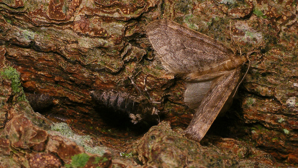 Operophtera brumata - Female and male  Geometridae,Jane's garden,Larentiinae,Lepidoptera,Operophtera,Operophtera brumata,Operophterini,Winter moth,nl: Kleine wintervlinder
