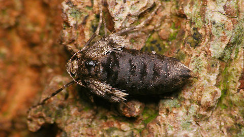 Operophtera brumata - Female on tree  Geometridae,Jane's garden,Larentiinae,Lepidoptera,Operophtera,Operophtera brumata,Operophterini,Winter moth,nl: Kleine wintervlinder