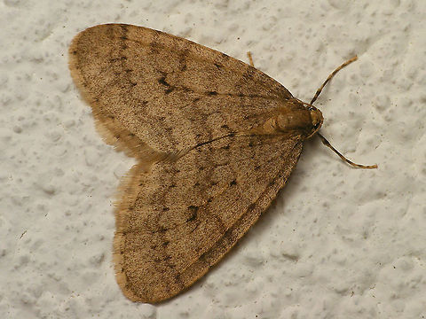 Operophtera brumata in da house  Geometridae,Jane's garden,Larentiinae,Lepidoptera,Operophtera,Operophtera brumata,Operophterini,Winter moth,nl: Kleine wintervlinder