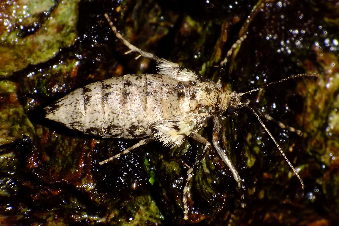 Operophtera brumata - Fresh female Almost all females that I see have most of their scales rubbed off - I'm guessing due to previous copulas where the males climb (stumble?) over the females and try to cover them with their wings. This one still seems to have most of her scales and hence looks very, very different from what I see most. Geometridae,Jane's garden,Larentiinae,Lepidoptera,Operophtera,Operophtera brumata,Operophterini,Winter moth,nl: Kleine wintervlinder
