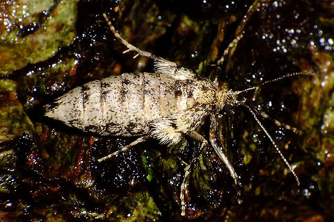 Operophtera brumata - Fresh female Almost all females that I see have most of their scales rubbed off - I'm guessing due to previous copulas where the males climb (stumble?) over the females and try to cover them with their wings. This one still seems to have most of her scales and hence looks very, very different from what I see most. Geometridae,Jane's garden,Larentiinae,Lepidoptera,Operophtera,Operophtera brumata,Operophterini,Winter moth,nl: Kleine wintervlinder
