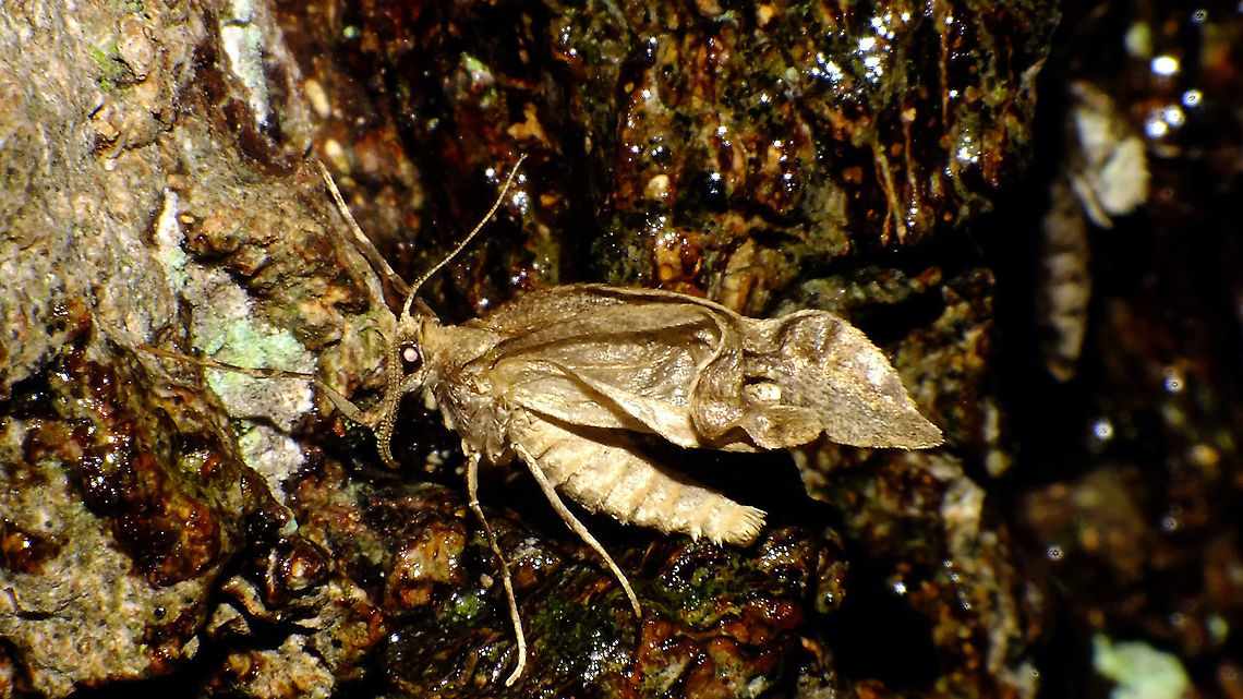 Operophtera brumata - Damaged male This one must have had trouble during eclosure and the subsequent pumping up of the wings, but it didn't seem to influence his competitive qualities much - it was running around with verve on a tree populated by many, many females (on female in the background of the image to the right). Geometridae,Jane's garden,Larentiinae,Lepidoptera,Operophtera,Operophtera brumata,Operophterini,Winter moth,nl: Kleine wintervlinder