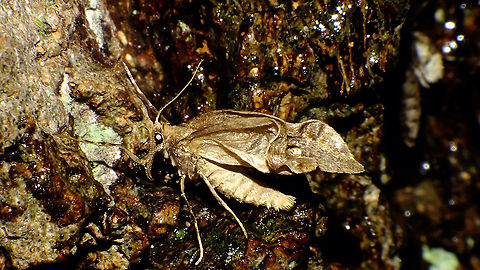 Operophtera brumata - Damaged male This one must have had trouble during eclosure and the subsequent pumping up of the wings, but it didn't seem to influence his competitive qualities much - it was running around with verve on a tree populated by many, many females (on female in the background of the image to the right). Geometridae,Jane's garden,Larentiinae,Lepidoptera,Operophtera,Operophtera brumata,Operophterini,Winter moth,nl: Kleine wintervlinder