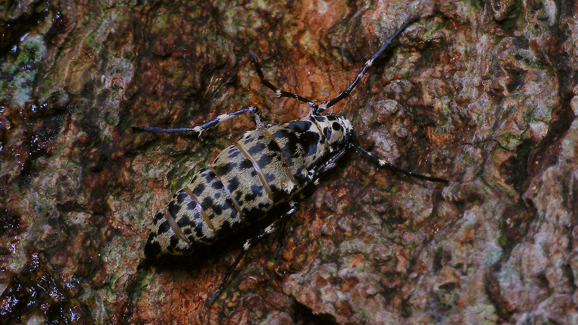 Erannis defoliaria - Female Another female, bad lighting but not as much &quot;over flashed&quot; *rolleyes* Bistonini,Ennominae,Erannis,Erannis defoliaria,Geometridae,Geometroidea,Geotagged,Jane's garden,Lepidoptera,Mottled Umber,Netherlands,nl: Grote wintervlinder