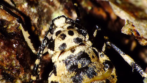 Erannis defoliaria - Female, close-up  Bistonini,Ennominae,Erannis,Erannis defoliaria,Geometridae,Geometroidea,Geotagged,Jane's garden,Lepidoptera,Mottled Umber,Netherlands,nl: Grote wintervlinder