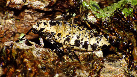Erannis defoliaria - Female lateral  Bistonini,Ennominae,Erannis,Erannis defoliaria,Geometridae,Geometroidea,Geotagged,Jane's garden,Lepidoptera,Mottled Umber,Netherlands,nl: Grote wintervlinder