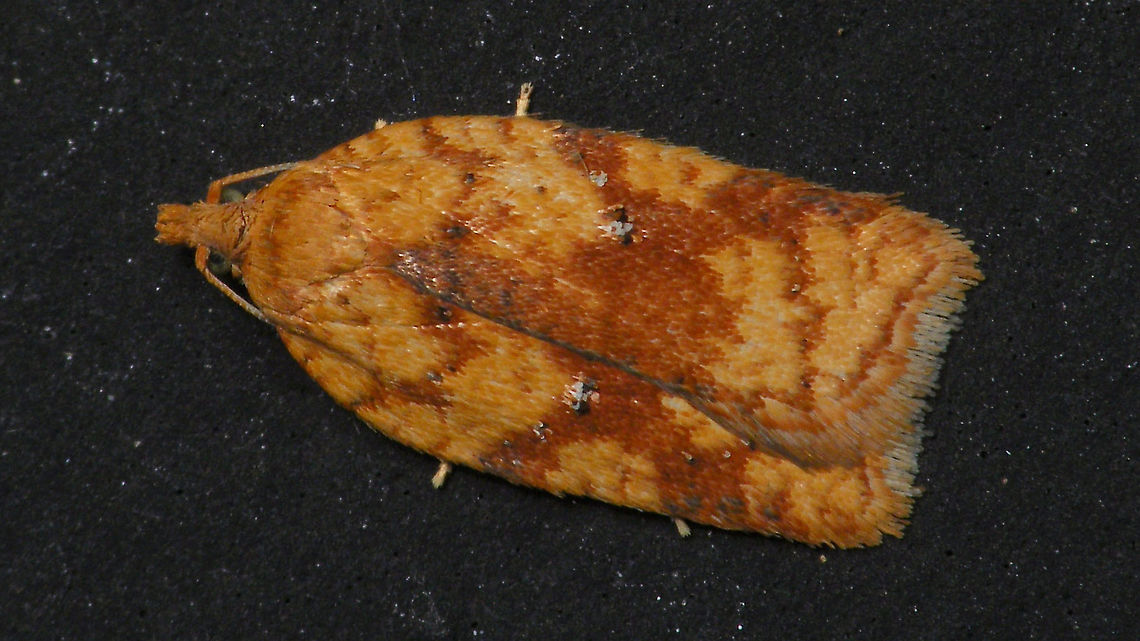 Acleris sp. (notana or ferrugana) Supposedly these can only be identified by examination of genitalia Acleris,Alerdinck,Geotagged,Lepidoptera,Netherlands,Tortricidae,leaf roller,nl: Boogbladroller