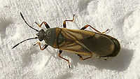 Ischnodemus sabuleti - Macropterous for Rui :o) Blissidae,Blissinae,Heteroptera,Ischnodemus,Ischnodemus sabuleti,Lygaeidae,nl: Slanklijfsapwants